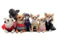 /album/a1/a10080069-group-of-chihuahua-dressed-in-front-of-white-background-copia-jpg/